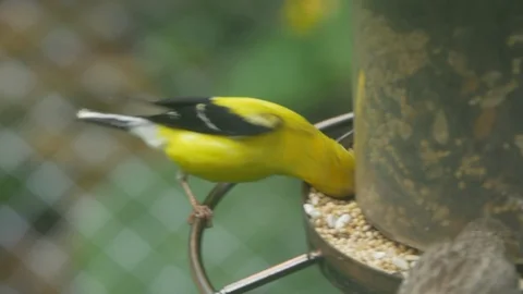 Birds eating Stock-Footage 99716446