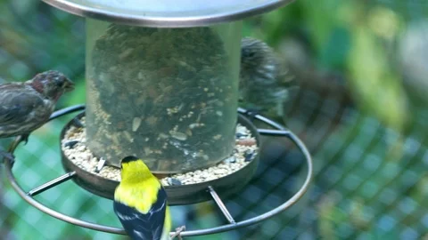 Birds eating Stock-Footage 99716803