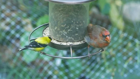 Birds eating Stock-Footage 99716877