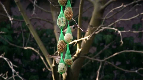 Birds eating Stock Footage 104570255