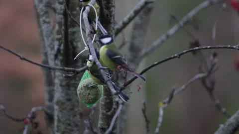 Birds eating 스톡 동영상 164855075