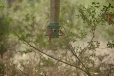 Birds eating Stock Footage 278667582