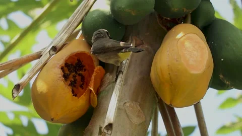 Birds eating fruit sitting on tree in tropical jungle forest Stock Footage 171312448