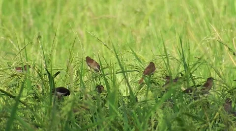Damaged Rice Crop Stock Videos – Royalty-Free HD & 4K Videos | Pond5