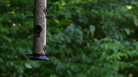 Birds eating seeds from a bird feeder Stock Footage