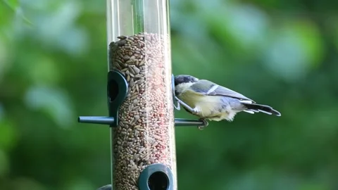 Birds eating seeds from a bird feeder Stock Footage