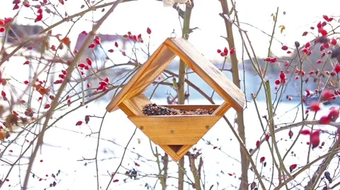 Birds eating in starling Stock Footage 66439129