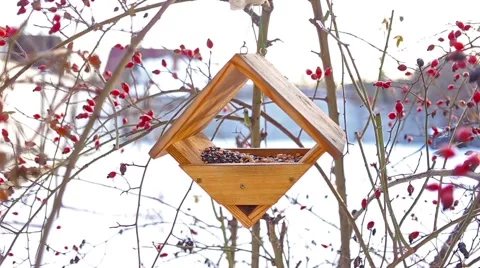 Birds eating in starling Stock Footage 66439140