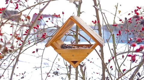 Birds eating in starling Stock Footage 66439202