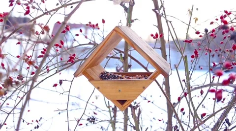 Birds eating in starling Stock Footage 66439276