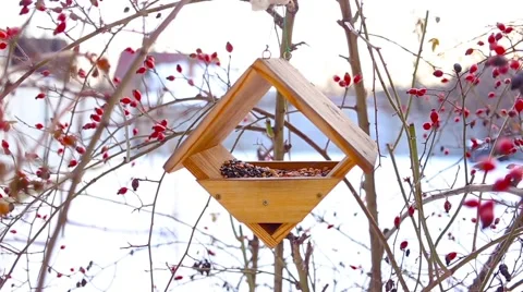 Birds eating in starling Stock Footage 66439318