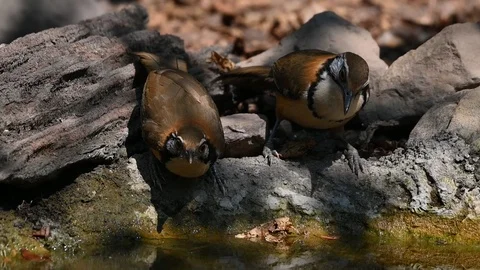 Birds eating water in a small pond in the forest. Stock Footage