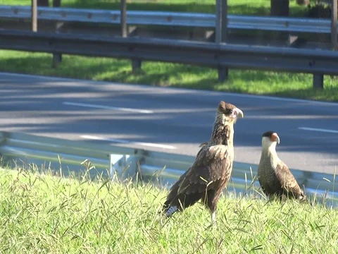 Birds on the edge of the highway Stock Footage 126997026