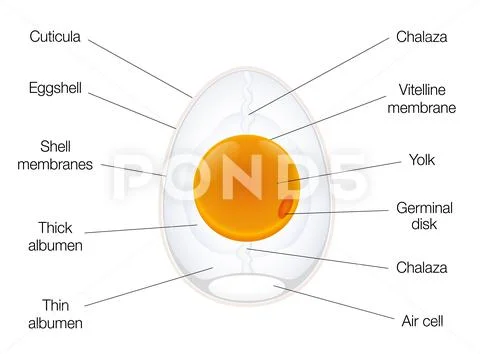 Birds Egg Anatomy Diagram Chart Structure Names: Royalty Free #133446910