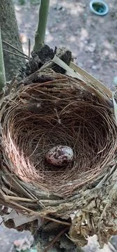 Birds Egg in the Bird Nest Stock Photos