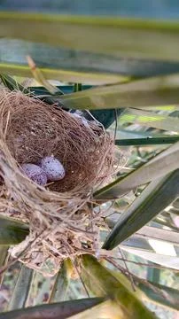 Bird's Eggs in the nest Stock Photos