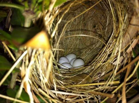 Bird's eggs Stock Photos