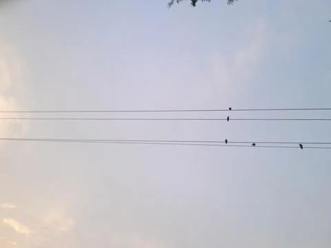 Birds on electric cable wire Fotos Stock