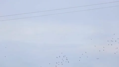 Birds on electric wire blue sky imahen conceptual abstract Stock Footage 163154342