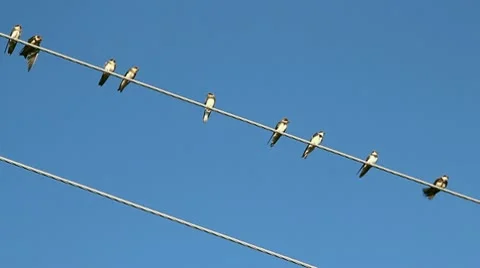 Birds on a electrical wire over blue sky Stock Footage 8980520