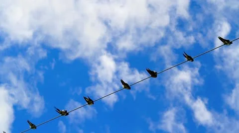 Birds on a electrical wire over blue sky. Stock Footage 11906829