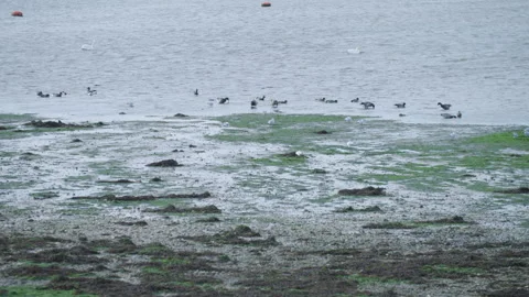 Birds In Emsworth 動画素材 168243291