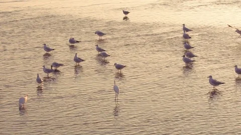 Birds escape from danger Stock Footage 76985235