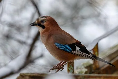 Birds - Eurasian Jay sits on a rusty fence Stock Photos