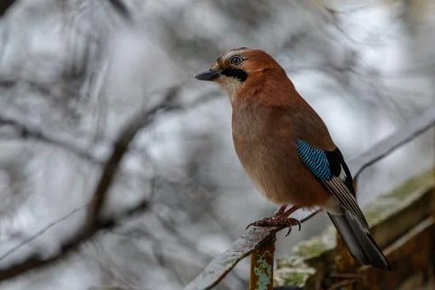 Birds - Eurasian Jay sits on a rusty fence Stock Photos