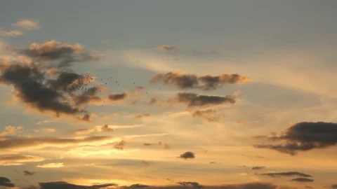 Birds in evening sky Stock Footage 72980907