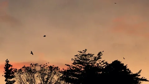 Birds in the evening sky Stock Footage 234282635