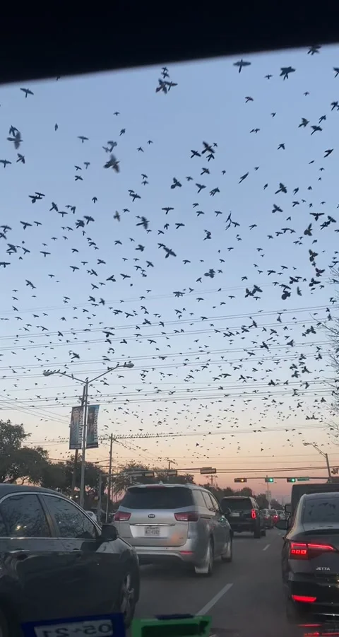 Birds Everywhere Stock Footage 204055775