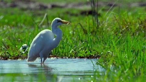 Birds exploring the waters of Okavango Delta in Africa during the day Stock Footage 326003938