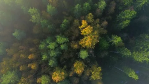 Bird's-eye Autumn Forest Stock Footage 286715582