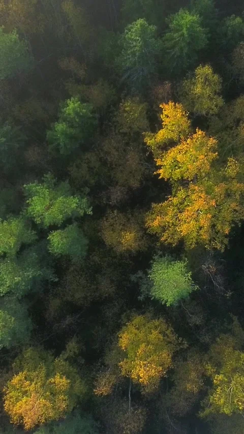 Bird's-eye Autumn Forest Vertical Stock Footage 288020319