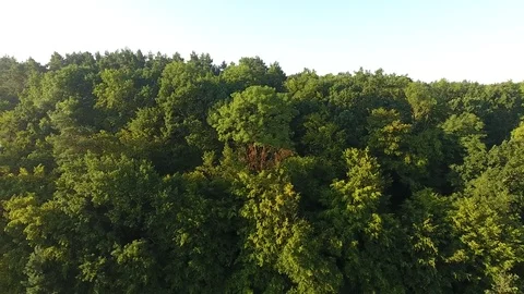 Bird's-eye. Beautiful forest. Video stock 80789337