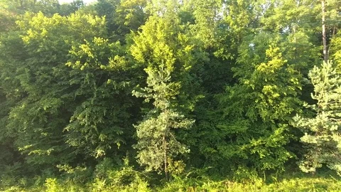 Bird's-eye. Beautiful forest. Video stock 80789474