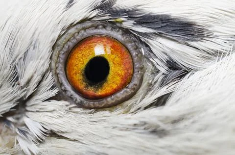 Bird's eye close-up Stock Photos