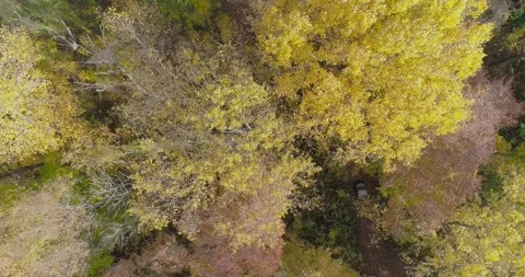 Birds eye drone view of all terrain vehicle driving through a dense forest Stock Footage 254498535