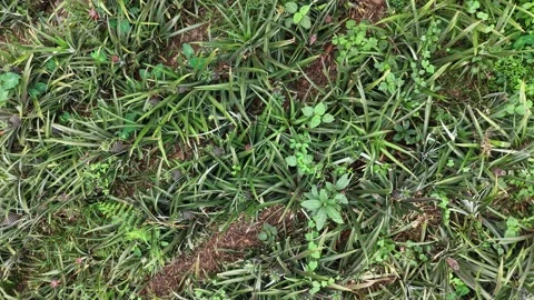 Bird’s Eye Drone View of Pineapple Farm Stock Footage 335647240