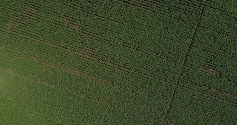 Bird's eye of field Stock Footage 124854694