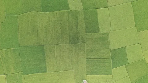 The bird's eye. Stock Footage 276422018