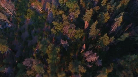 Birds Eye Over Forrest Stock Footage 63637093