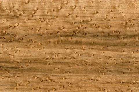 Birds-Eye pattern on Sugar Maple Wood Grain Panel Stock Photos