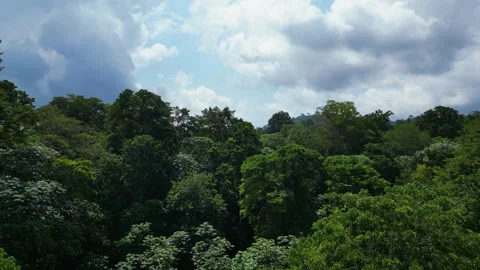 Bird's eye perspective of an Eagle or Vulture flying above dense tropical canopy Stock Footage 332956448