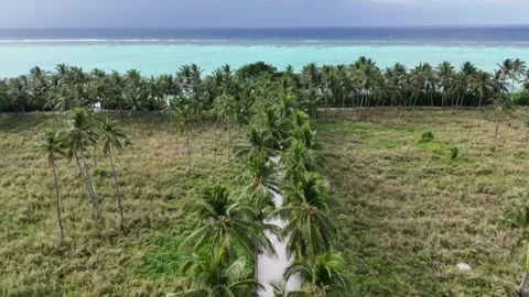 Bird's Eye Perspective: The Iconic Coconut Tree Alley of Thoddoo Island Stock Footage 295439544