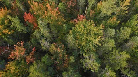Birds eye of pull up from fall trees in coastal maine  Stock Footage 96709772