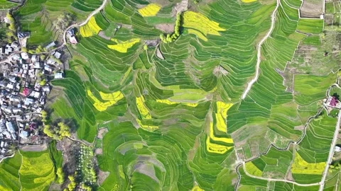 Bird's-Eye Rotating shot over yellow farmlands in Srinagar, Kashmir, North India Stock-Footage 333794352
