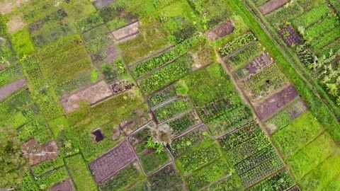 Bird's eye spiral of green patchwork of traditional Papua New Guinea Video stock 244655342