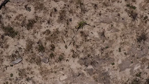 Birds eye top view of parched, dry dirt with some weeds growing on a Video stock 118750737